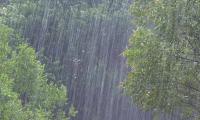 Kraftig regn på grønne trækroner