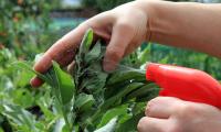 Hænder sprøjter med rød flaske på planter i havebed